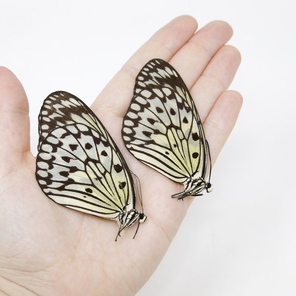 TWO (2) Idea leuconoe | The Paper Kite | Dry-preserved Butterfly Specimens