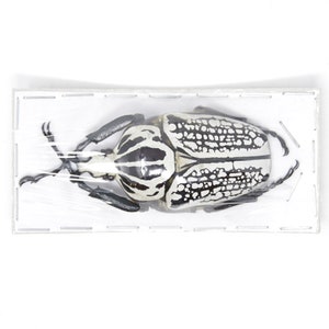 Riesen Afrikanischer Goliath Käfer 77mm (Goliathus orientalis) A1 Qualitäts echte Insekten Exemplare (GOL 07)