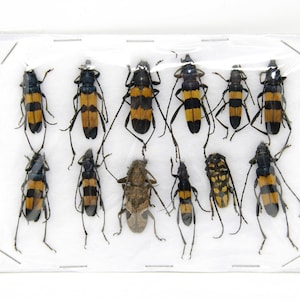 Insect Specimen Collection, Thailand  (Various Coleoptera) SET#AI05