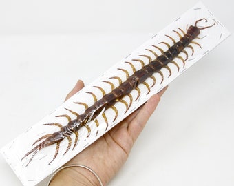 XL 10" Giant Centipede (Scolopendra subspinipes) A1, Thailand 2025, 25cm+