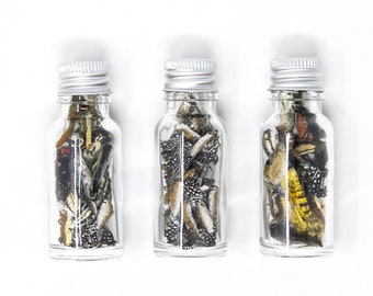 Insect Curiosities, Butterfly Bodies in Jars (PACK OF 3), Entomology for Artistic Creation