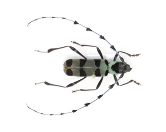 Rosalia iameeri, Guanxi Province, China, A1 Real Beetle Pinned Set Specimen, Entomology Taxidermy #OC121