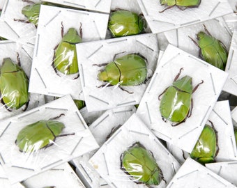 Pack of 10 Apple Green Scarab Beetles (Anomala dimidiata) Insect Specimens for Collecting