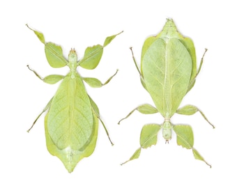 TWO (2) Giant Leaf Insects | Phyllium celebicum | A1 Entomology Specimens