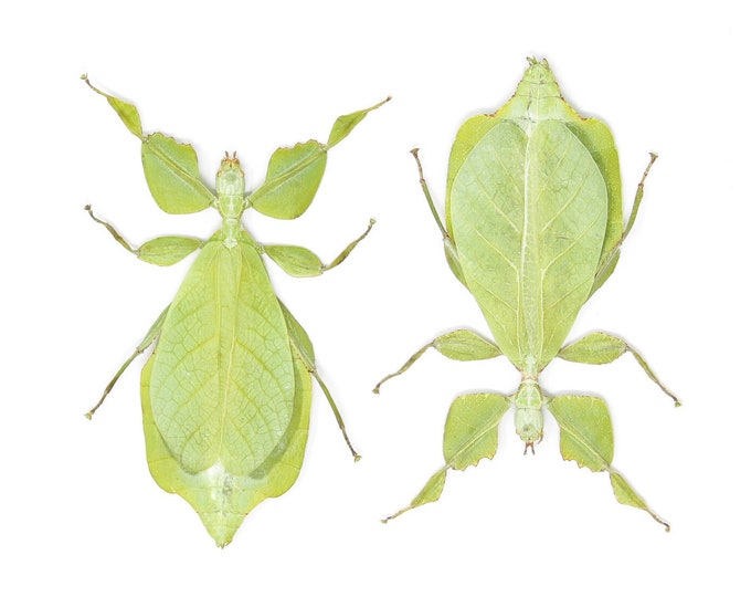 Featured listing image: Giant Leaf Insects | Phyllium celebicum | A1 Entomology Specimens (Multi-pack)