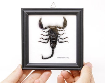 Thai Black Forest Scorpion FRAMED (Hetrometrus sp.) | Real Specimen Mounted Under Glass, Wall Hanging Home Décor Framed 5 x 5 In. Gift Boxed