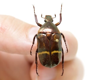 Plaesiorrhina watkinsiana 26.6mm, West Uganda, A1 Real Beetle Pinned Set Specimen, Entomology Taxidermy #OC39