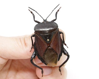 Euthenestes robustus 39.6m, A1 Real Beetle Pinned Set Specimen, Entomology Taxidermy #OC30