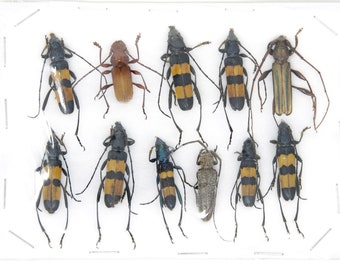 Insect Specimen Collection, Thailand 2021 (Various Coleoptera) SET#AI07