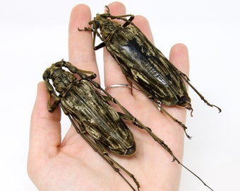 1 x EXTRA LARGE PAIR of Giant Velvet Longhorned Beetles (Neocerambyx gigas)  A1 Dry Preserved Taxidermy Real Ento Specimens