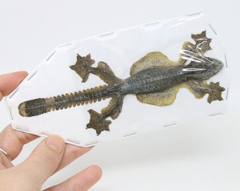 TWO (2) Kuhl's Flying Gecko (Ptychozoon kuhli) Dry-preserved taxidermy specimens (Non-CITES)