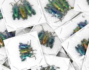 WHOLESALE 30 Colorful Frog Beetles | Sagra longicollis, Thailand A1/A1- | Pretty Insect Specimens for Entomology Art