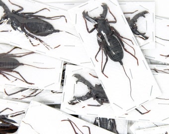 Pack of 10 WHIP SCORPIONS Vinegaroons (Hypoctonus rangunensis) A1 Entomology Taxidermy Specimens