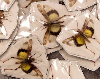 Lot of 10 x Gastrimargus africanus parvulus (SPREAD WINGS-OPEN) A1 Entomology Specimens, Wholesale