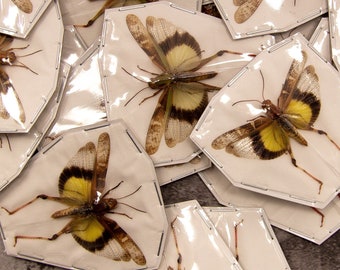 Lot of 5 x Gastrimargus africanus parvulus (SPREAD WINGS-OPEN) A1 Entomology Specimens, Wholesale