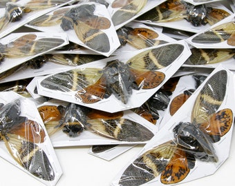 WHOLESALE 20 Giant Coconut Cicadas, Angamiana floridula 135mm | A1 Spread Specimens, Entomology
