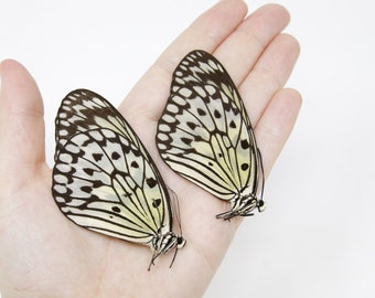 TWO (2) Idea leuconoe | The Paper Kite | Dry-preserved Butterfly Specimens