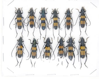 Insect Specimen Collection, Thailand  (Various Coleoptera) SET#AI04