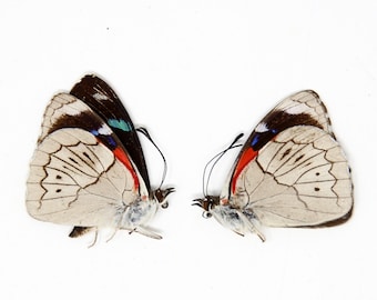 TWO (2) Perisama ambatensis | Unmounted Butterfies for Art and Collecting