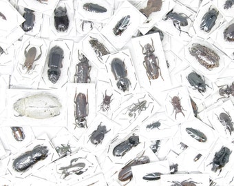 10 Real Dried Beetles 10-50mm A1 Various Insect Species (S.E. ASIA)