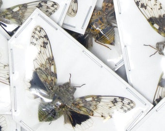 TWO (2) Spread-Cicadas 45mm (Platypleura nobilis) A1 Entomology Specimens