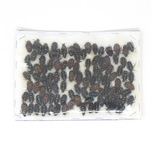 Lot of Small Beetles, Insects & Assorted Specimens - As seen in photo (C15)