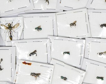 FIVE (5) Mixed Assorted Hymenoptera East Java 5-10mm