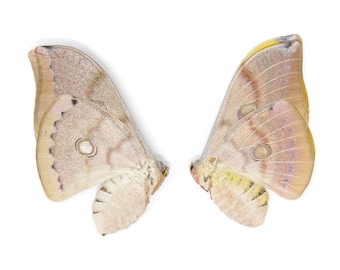 TEN (10) Thai Oak Silkmoths (Antheraea frithi) A1 Unmounted Specimens for Collecting Art Framing