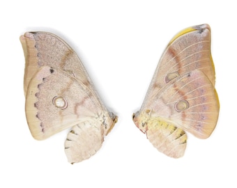 Pack of 10 Thai Oak Silkmoths (Antheraea frithi) Unmounted Specimens for Collecting Art Framing