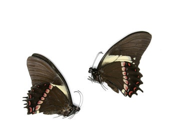 2 x Papilio aristeus bitias | Dry-Preserved Unmounted Butterfly Specimens A1