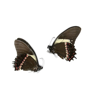 2 x Papilio aristeus bitias | Dry-Preserved Unmounted Butterfly Specimens A1