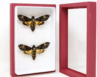 Deaths Head Hawk Moth Real Specimen A1 | Acherontia atropos, Museum Entomology Box Frame | 15x23x5.5cm (#04)