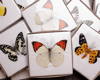 Two (2) Spread Butterflies Ethically Sourced, Assorted Real Butterfly Specimens with Wings Spread, A1