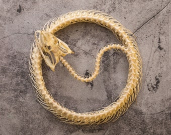 Oriental Whip Snake Coiled Skeleton (Ahaetulla prasina) | A1 Specimen Taxidermy Reptile, Ideal for Framing