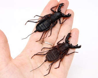 2 x Whip Scorpions, Vinegaroons (Hypoctonus rangunensis) A1 Entomology Taxidermy Specimens