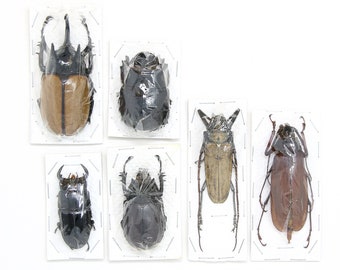 Mixed Assorted Insects Bug Collection, A1 Quality Real Dry-Preserved Specimens, Entomology Taxidermy Curiosities (LOT*124)