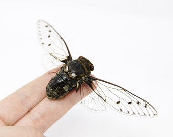 TWO (2) Clear-Winged Cicadas 120mm Wingspan | Macrotristia chantranei | A1 Entomology Taxidermy Spread Specimens