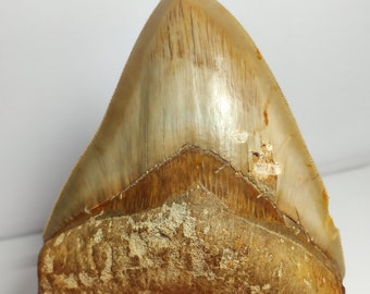 Serrated Huge Megalodon (12.8 cm - 5.0 in) | Fossil Tooth | Otodus megalodon | 12.8×12.1×9.6 cm