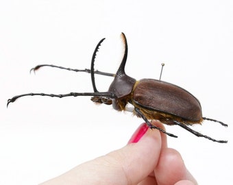 Golofa eacus 48.3mm, A1 Real Beetle Specimen, Entomology Taxidermy #OC07