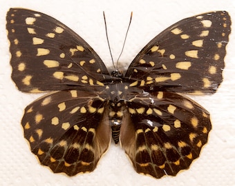 TWO (2) The Common Archduke, Real Dry-preserved Butterfly Spread-Specimen, Wings Open, Ethically Sourced Taxidermy