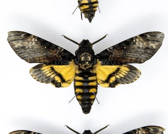 1 x SPREAD Deaths Head Hawk Moth A2 | Acherontia atropos | Pinned Set Specimen