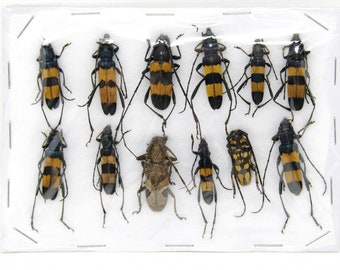 Insect Specimen Collection, Thailand  (Various Coleoptera) SET#AI05