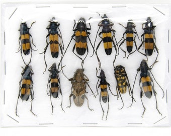 Insect Specimen Collection, Thailand 2021 (Various Coleoptera) SET#AI05