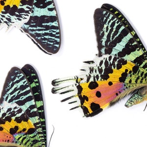TWO (2) Madagascan Sunset Moths (Chrysiridia rhipheus) A1 Unmounted Specimens