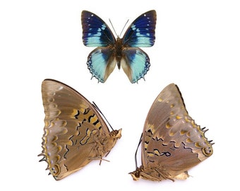 Two (2) Western Blue Charaxes (Charaxes smaragdalis) A1 Unmounted Real Butterflies