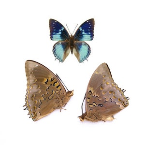 Two (2) Western Blue Charaxes (Charaxes smaragdalis) A1 Unmounted Real Butterflies
