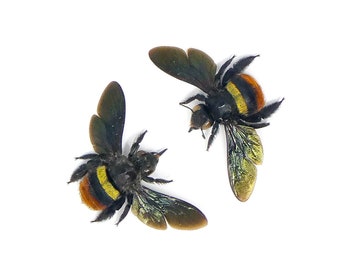 TWO (2) Tricolor Carpenter Bees (Xylocopa tricolor) | A1 Spread Specimens | Dry-preserved Taxidermy