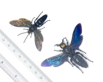 TWO (2) SPREAD-PAIR Mammoth Wasps (Megascolia velutina ducalis) A1 Specimens