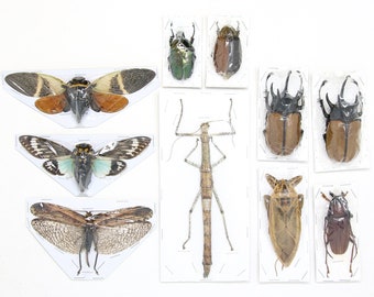 Mixed Assorted Insects Bug Collection, A1 Quality Real Dry-Preserved Specimens, Entomology Taxidermy Curiosities (LOT*009)