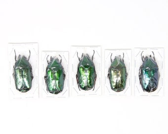 Assorted Specimens Insect Collection (Thailand) A1 Unmounted Dried Beetles, Coleoptera LOT*188
